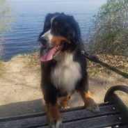 The Dogs of Lakeshore Path