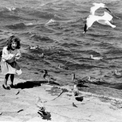 Throwback Thursday: Birds of a feather enjoy the lakefront together